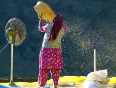 Woman in sari sorting grain from husk with electric fan propeller standing on roof in Vashist, India 